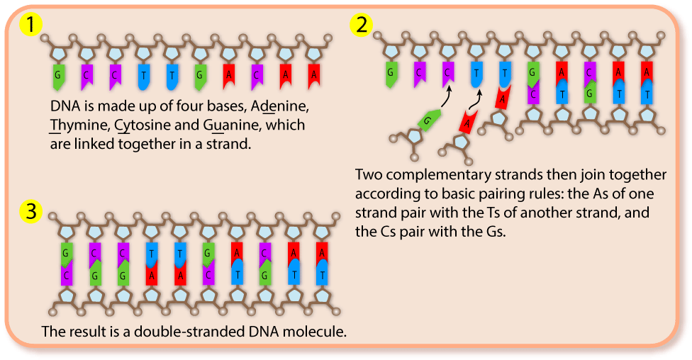 DNA pairing