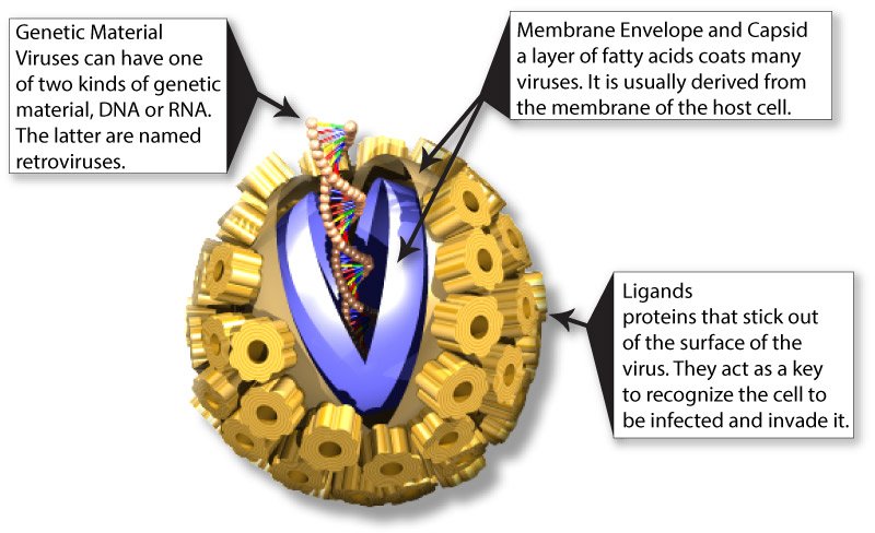 Virus structure