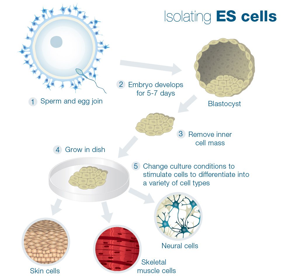 Creating ES Cells