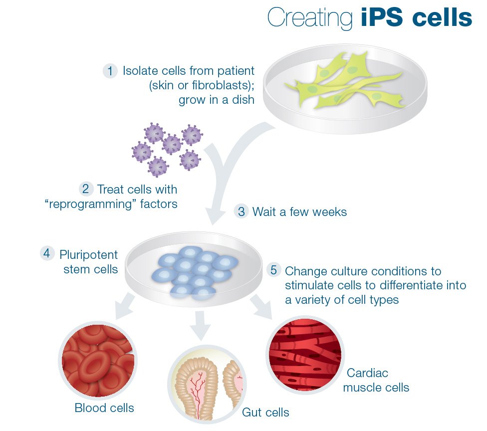 iPS cells