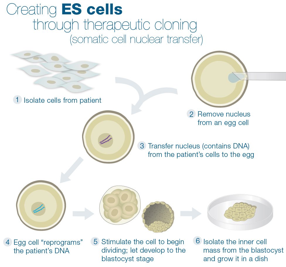 Embryonic Stem Cell Extraction