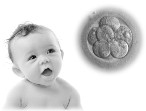 Baby / Embryo