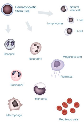blood stem cell process
